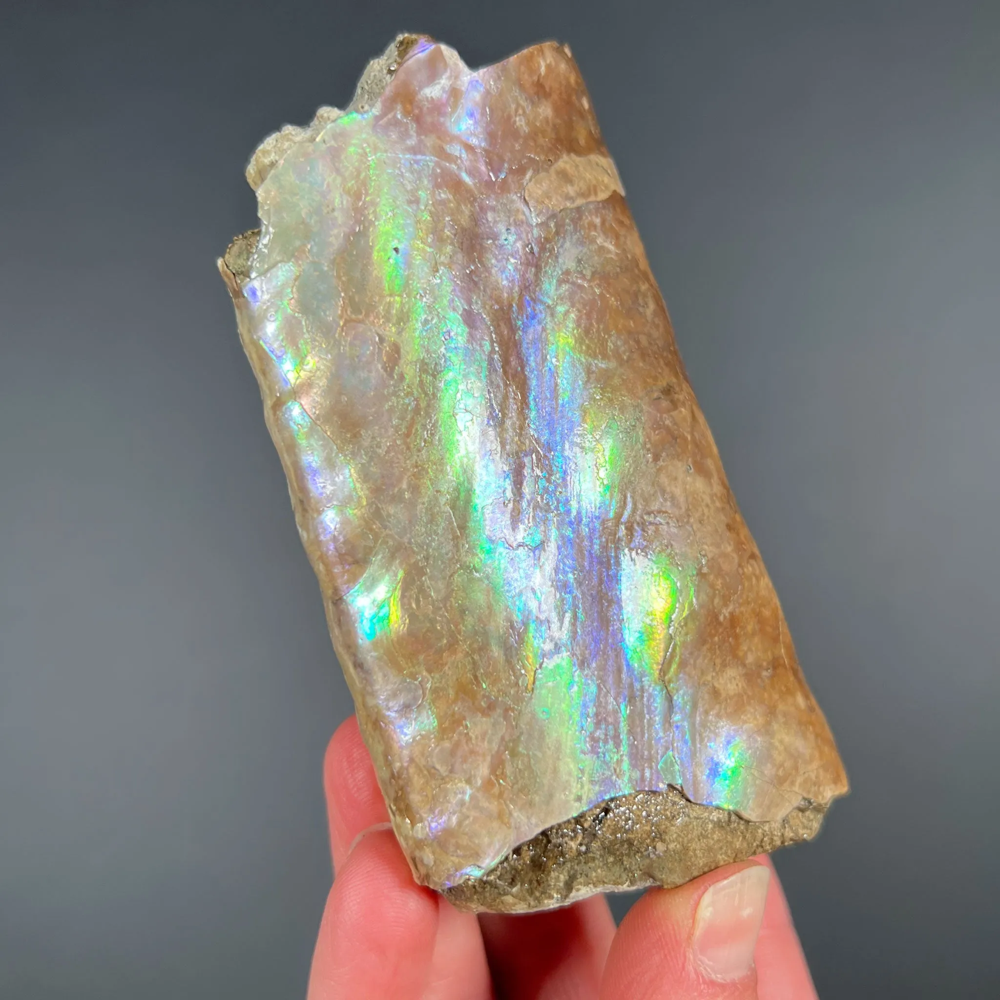 Rainbow Iridescent Baculite