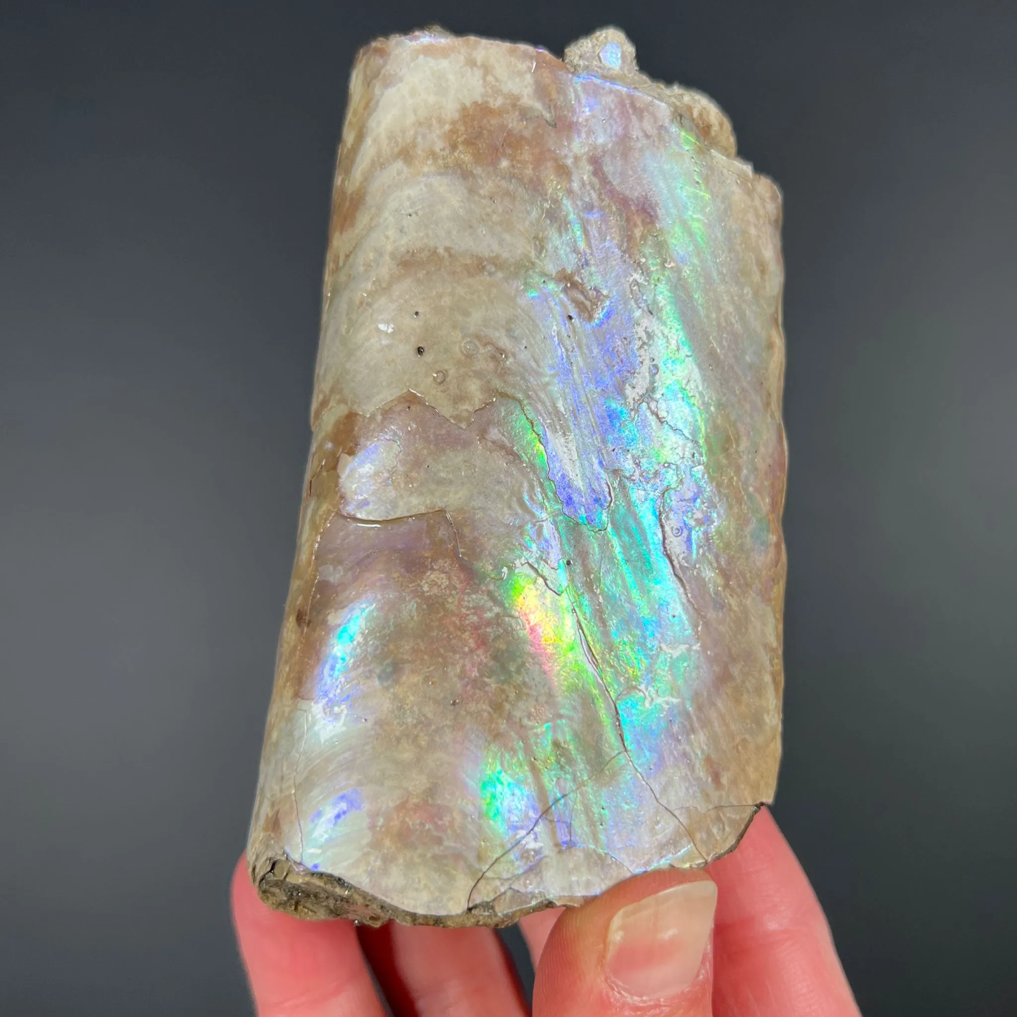 Rainbow Iridescent Baculite