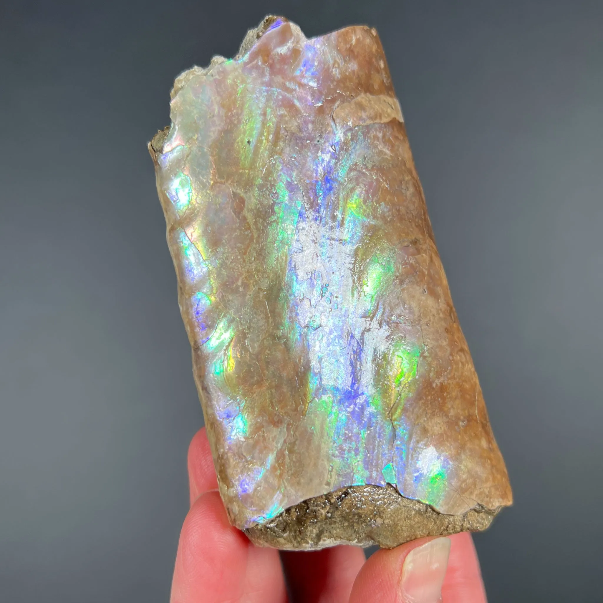 Rainbow Iridescent Baculite