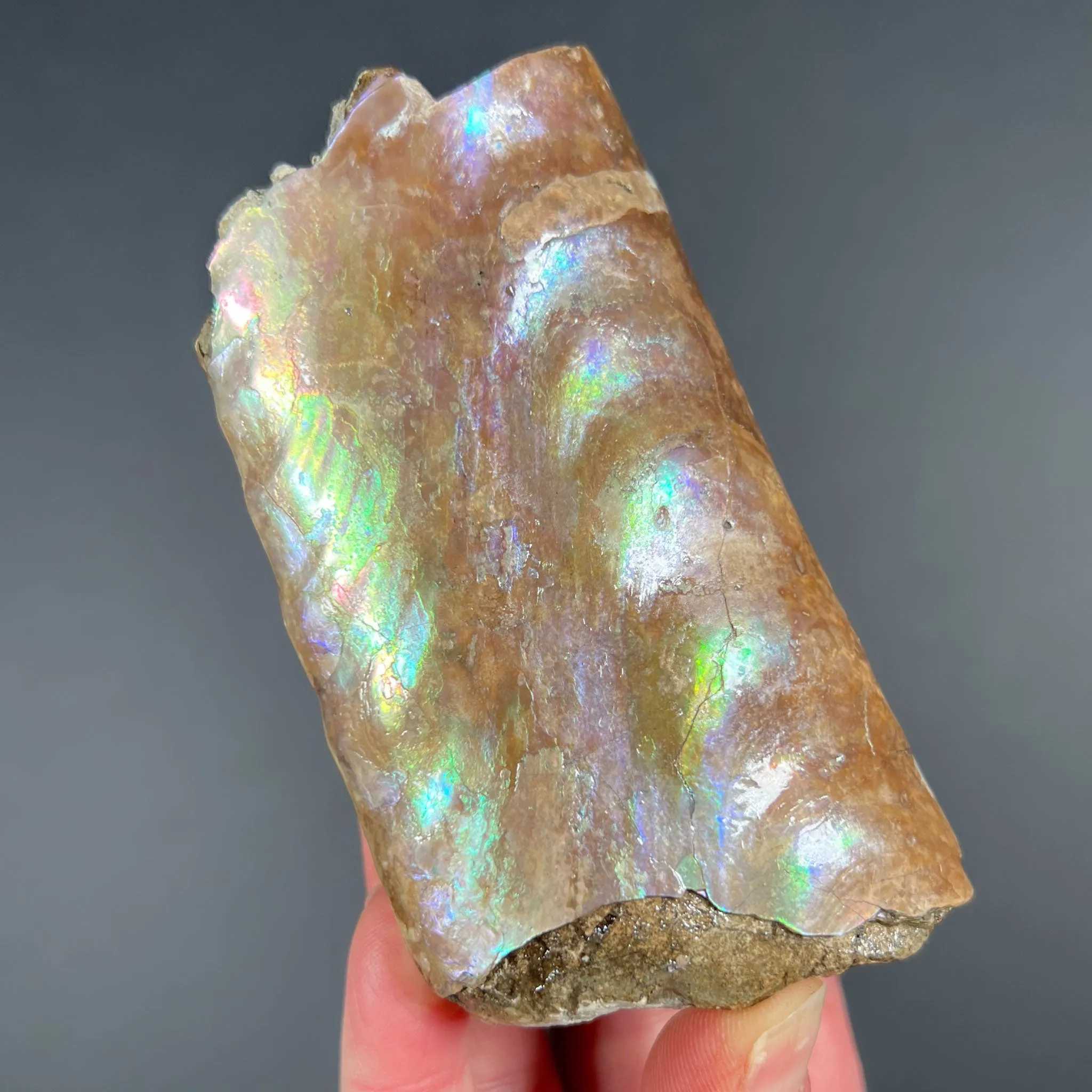 Rainbow Iridescent Baculite