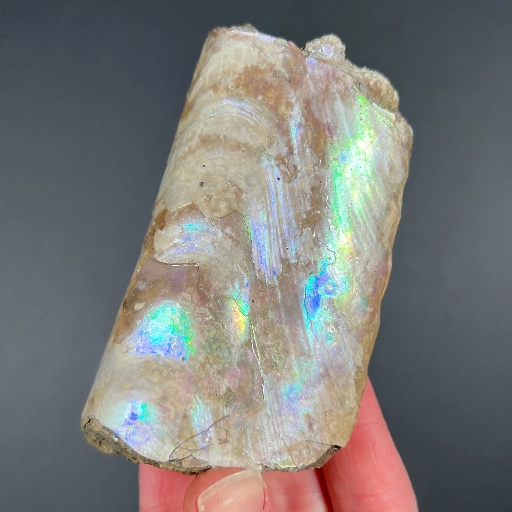 Rainbow Iridescent Baculite