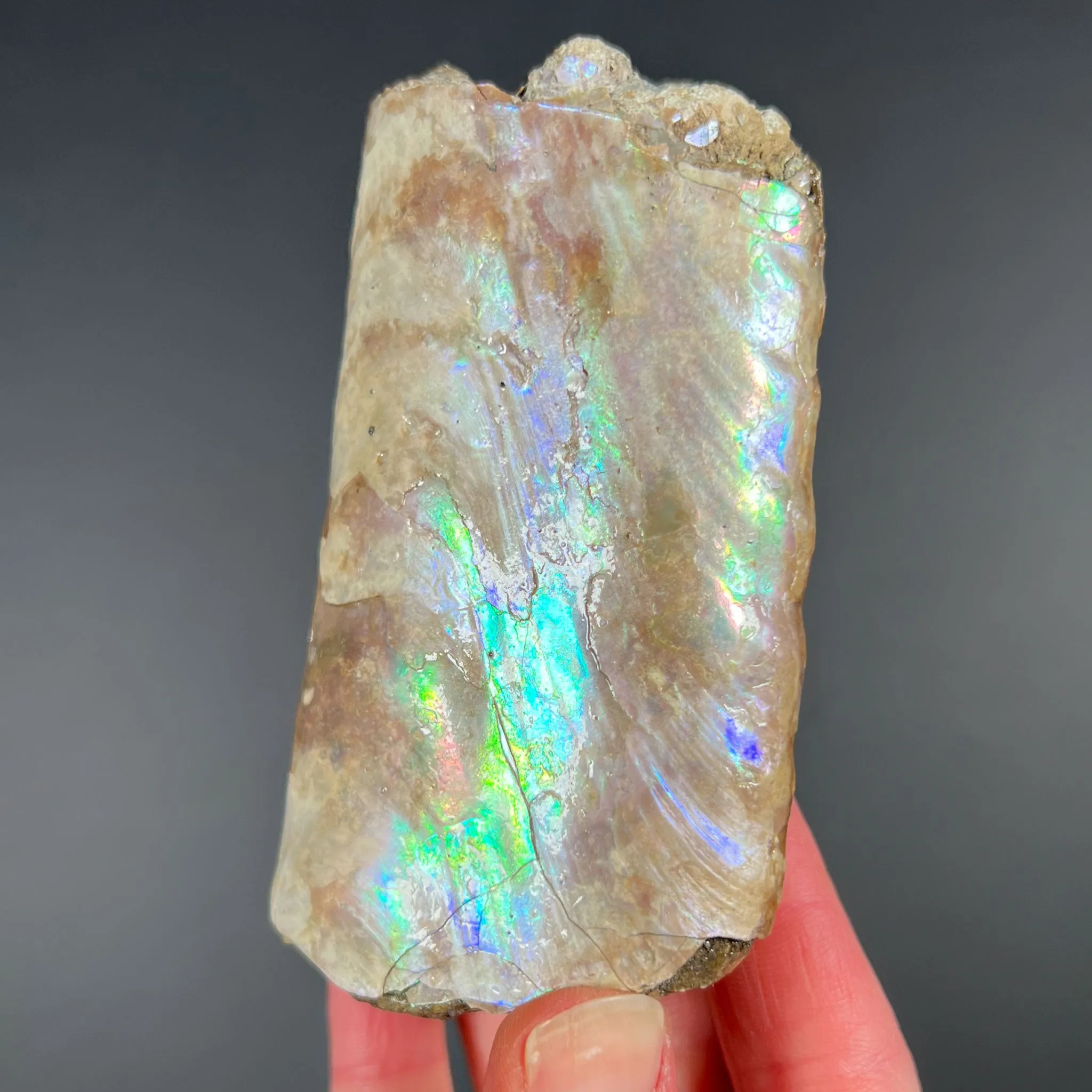 Rainbow Iridescent Baculite