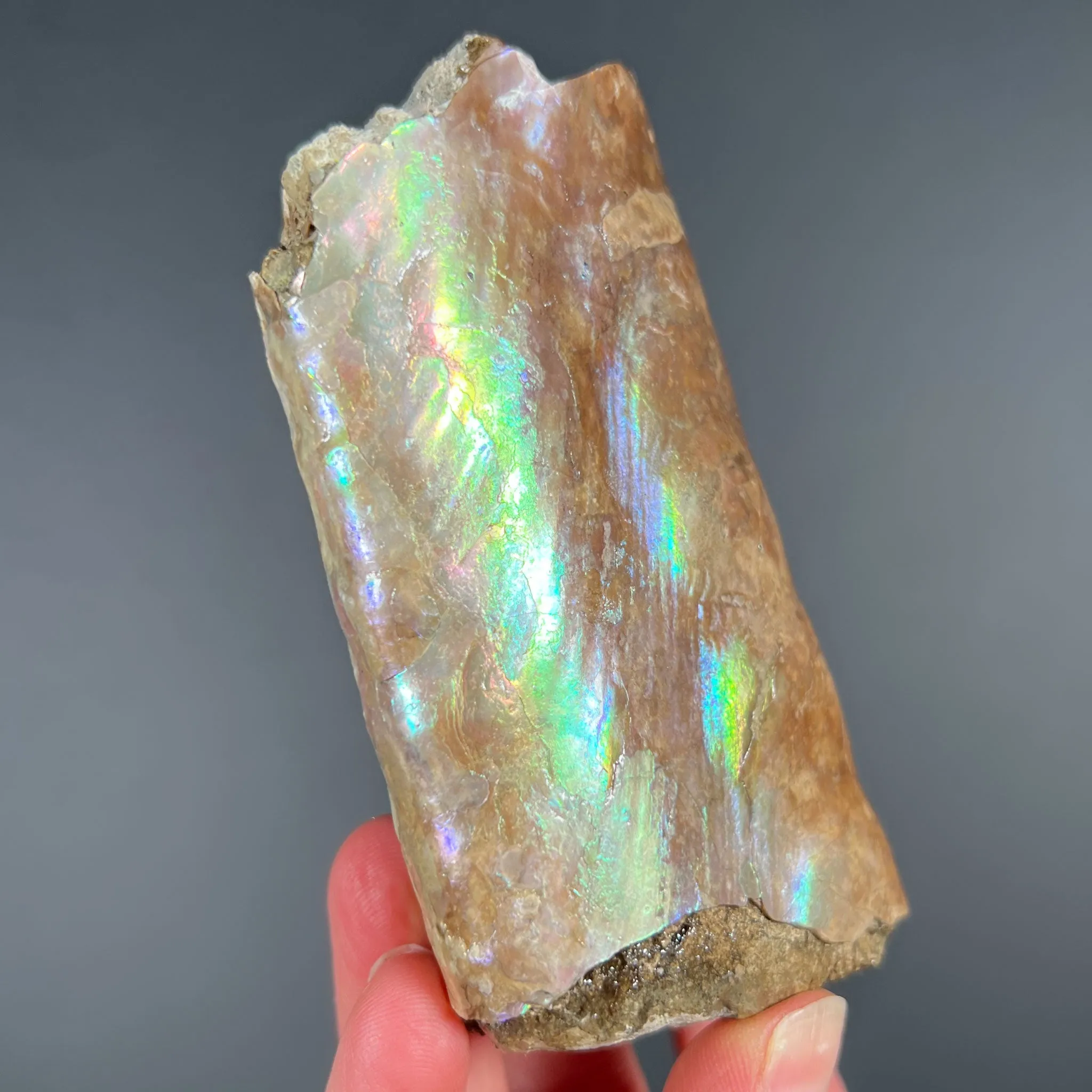 Rainbow Iridescent Baculite