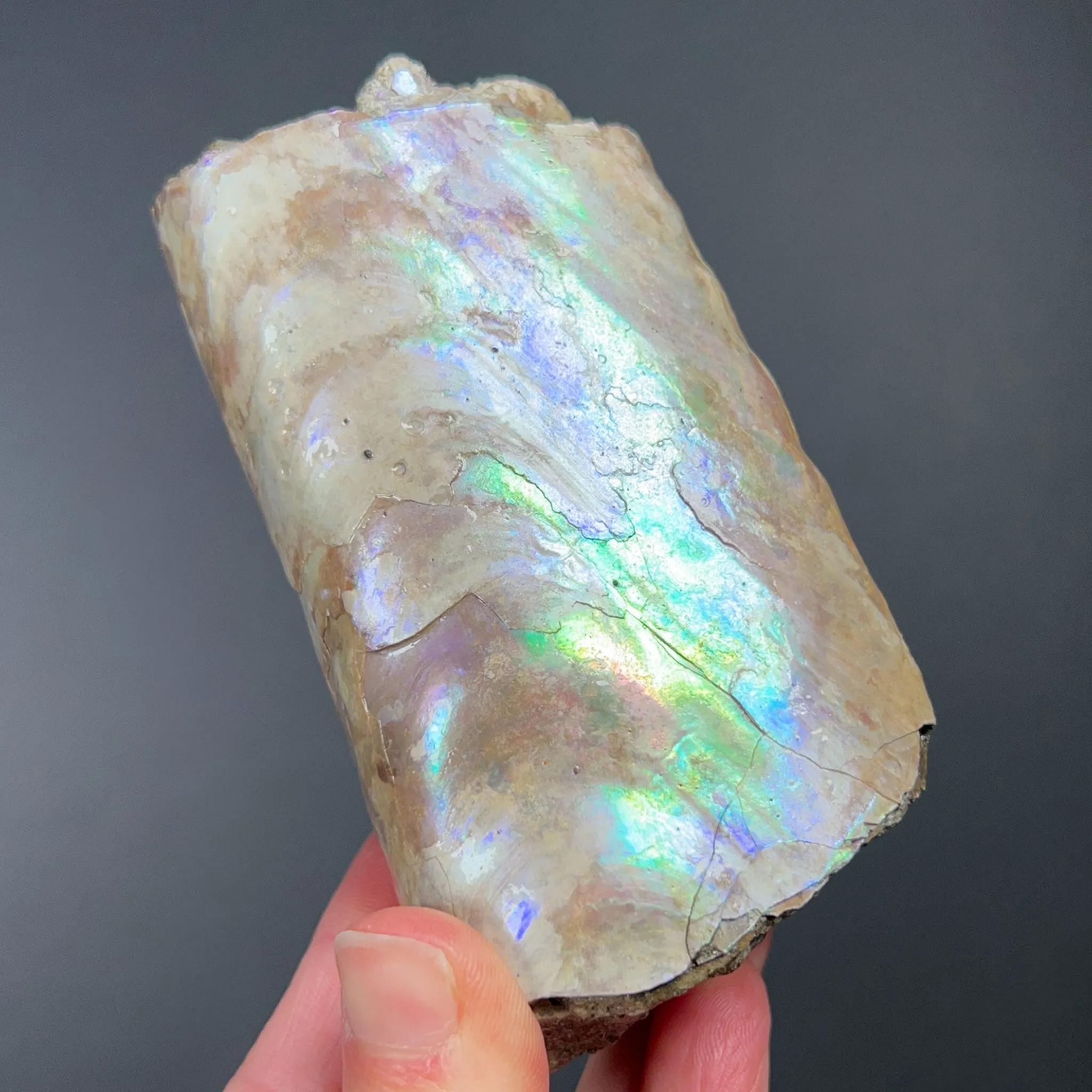 Rainbow Iridescent Baculite