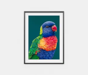 'Rupert' The Rainbow Lorikeet